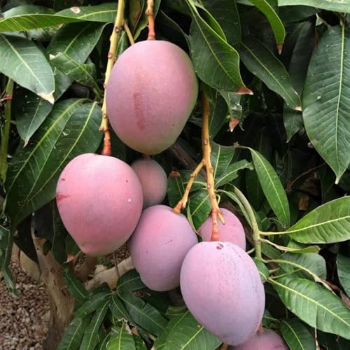 Red Purple Mango Tree Live Plant, Outdoor Garden Fruit Tree, 10-16'' Tall - Image 7