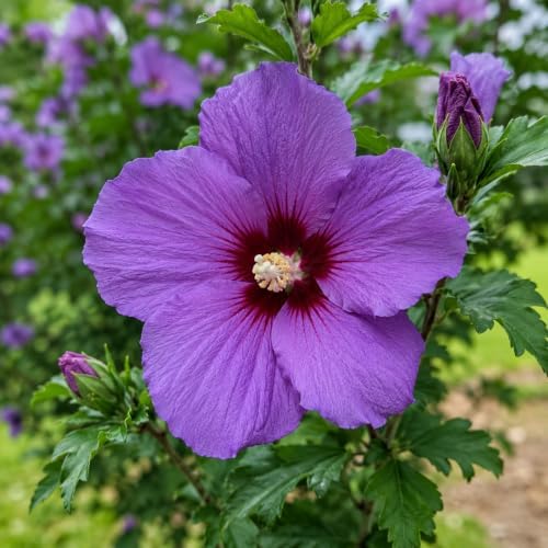 2 Purple Rose of Sharon Shrubs 12-24" Tall Live Plants, 3.5in Pot (2 Pack) - Image 2