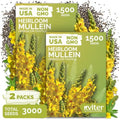 3,000 Mullein Heirloom Flower Seeds for Planting, Verbascum Thapsus by KVITER