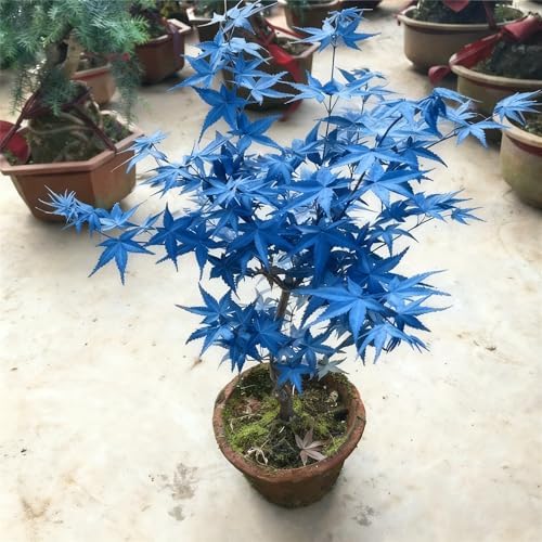 Bonsai Maple Seed for Planting, 15 Bonsai Maple Tree Seeds, Perennia Plants, Non-GMO Heirloom Maple Seed for Home Garden, Potted Decoration - Image 6