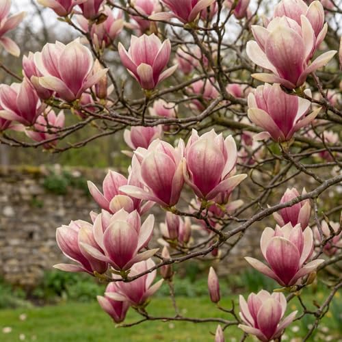 Saucer Magnolia Flower Tree Live Plant, Spring Bloom Tree, 2.5'' Pot - Image 7