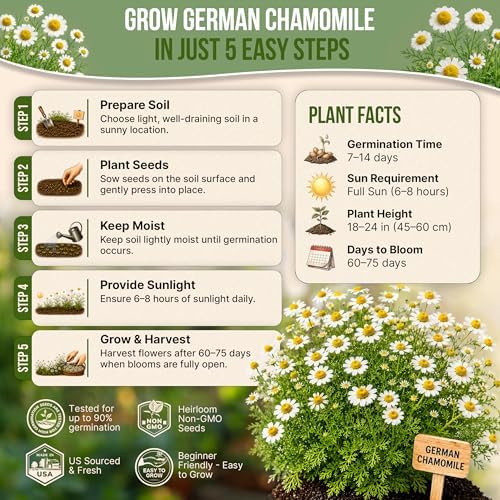 Organo Republic German Chamomile Seeds Pack 0.5 G - Over 5,900 Non-GMO Heirloom Chamomile Seeds for Planting Herbs in Individual Seed Packet, Herbs Seeds for Planting Home Indoor & Outdoor Gardening - Image 6