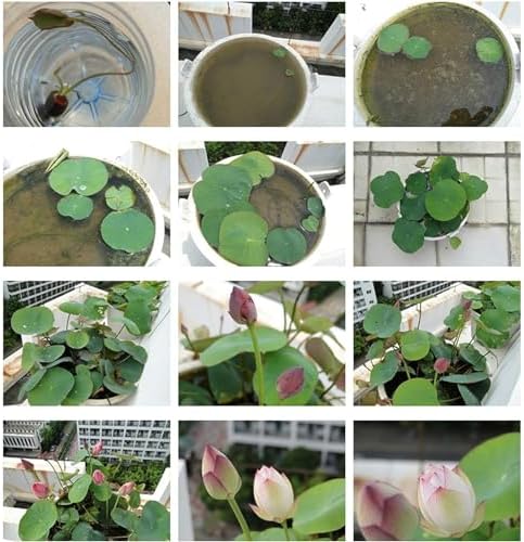 10pcs Bowl Lotus Seeds for Planting - Bonsai Lotus Seeds, Water Lily Flower, Aquatic Plants, Ideal for Ponds, Non-GMO Home Garden Plant Seeds, Flowering Aquatic Bonsai - Image 7