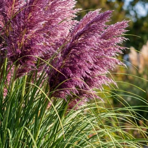 200 Purple Pampas Grass Garden Seeds, Garden Grasses - Image 7