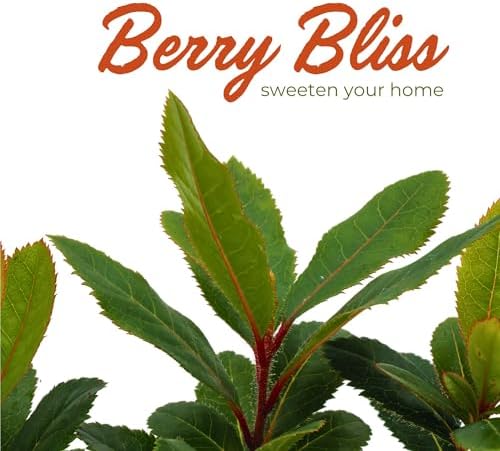 3 Arbutus Unedo Live Strawberry Tree Plants – Sweet Resilient Beauty, Thriving in 2.5" Nursery Cubes - Image 4
