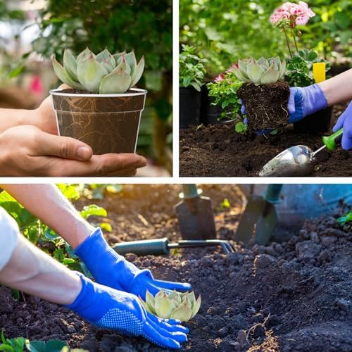 WSMKSZ 3 Inch Clear Nursery Pots, 60 Pack Highly Transparent Plastic Seedling Starter Planters with Drainage Holes and Trays for Flowers, Small Plant Pots for Indoor Plants - Image 4