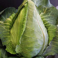 Cabbage Seeds- Charleston Wakefield, 25 Count COOL BEANS N SPROUTS Brand. Home Gardening. by CoolBeansNSprouts