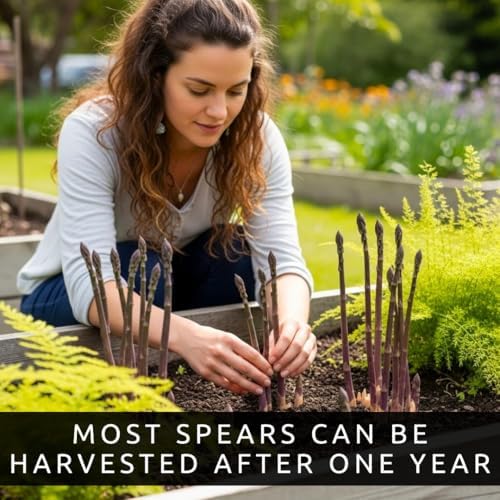 Purple Passion Asparagus Crowns 12 Pack | 2 Year Bare Root Live Plants | Sweet Purple Asparagus Variety | Cold Hardy High Yield Perennial - 12 Fresh Garden Roots - Image 6