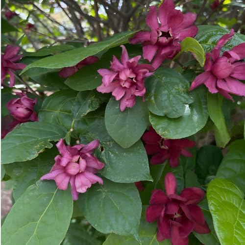 Sweet Shrub Bush Live Plant, Carolina Allspice, Well-Rooted 6-12" Potted in 4" Pot, Cold-Hardy Sweet Shrub for Home Gardens - Image 6