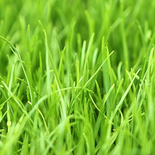 Annual RyeGrass Seed by Eretz - Willamette Valley, Oregon Grown. No fillers, No Weed or Other Crop Seeds (1lb) - Image 3