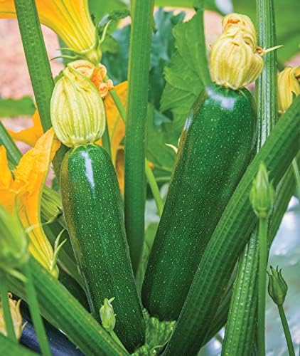 Burpee Best Zucchini Summer Squash Seeds 20 seeds - Image 5