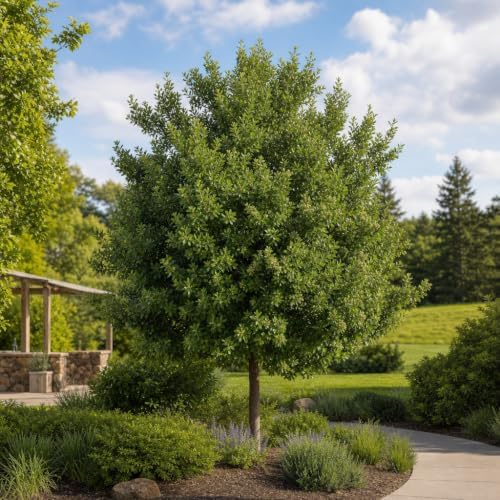 Buttonwood | 1 Live Plant | Conocarpus Erectus | Live Coastal Tree | Evergreen Foliage | Fast Growing Shade Plant | Drought Tolerant | Ideal for Landscaping | Outdoor Ornamental - Image 4