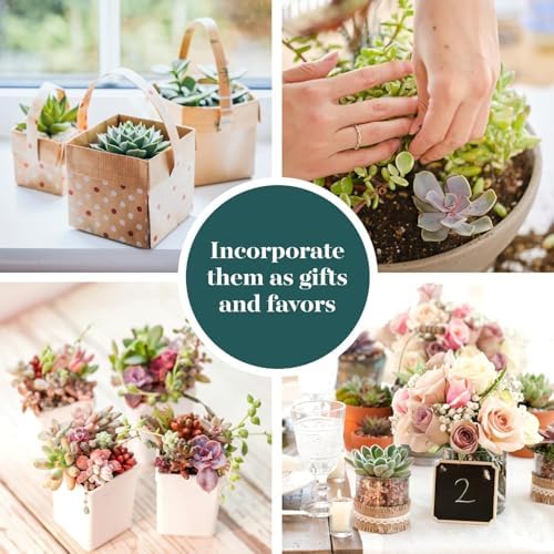 Shop Succulents Pastel Succulent Plant Pack Bulk Collection - Live Mini Succulent Plants, Low Maintenance, Bright & Serene Colors & Textures - Wedding and Party Favors, Gift & Garden, Pack of 100 - Image 5