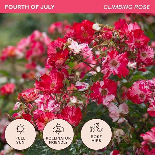 Heirloom Climbing Roses, Live Own Root Plant, Fourth of July™ - Image 4