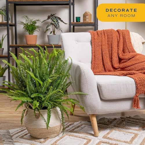 Costa Farms Boston Fern, Live Indoor Plant, Easy Care, Home Decor - Image 2