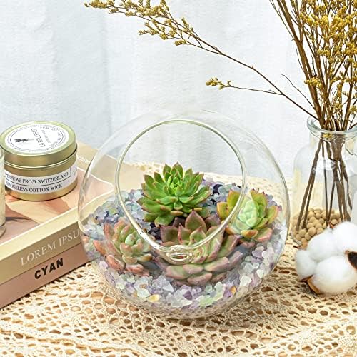 Succulent Plants (4 Pack), Live Succulents Fully Rooted in 2" Pots - Image 4