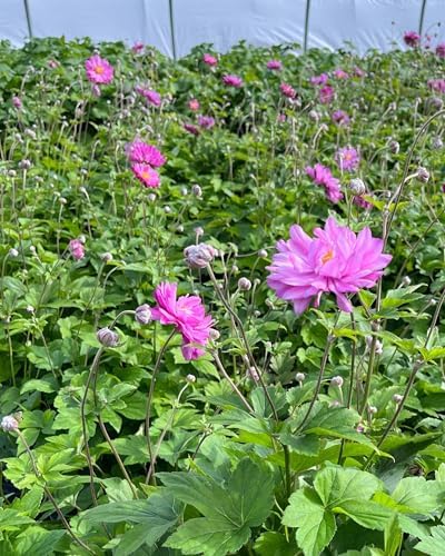 Perennial Farm Anemone x Hybrida 'Pamina' – Live Windflower in #1 Container, Semi-Double Deep Rose-Pink Blooms, Long Blooming, Deer Resistant, Perfect for Borders, Shade & Pollinator Gardens - Image 4