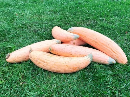 North Georgia Candy Roaster Seeds - 60+ Count - for 2026 Planting Georgia Pumpkin Pink Banana Winter Squash Plymouth Rock Garden Non-GMO Heirloom Vegetable Grow Your Own Home Farm - Image 5