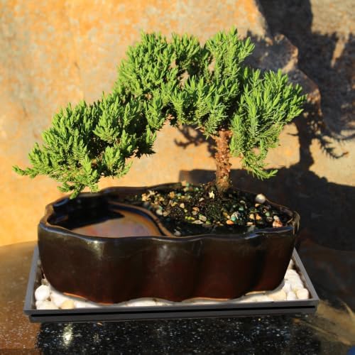 Brussel's Bonsai - Small Juniper Live Bonsai Tree with Tray, Indoor Plant - Image 7