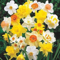 50 Large Flowering Mix Daffodil Bulbs – 12/14 cm Spring Garden Narcissus by CZGrain