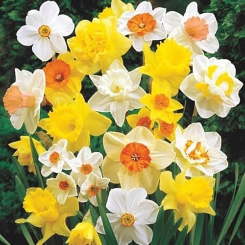 50 Large Flowering Mix Daffodil Bulbs – 12/14 cm Spring Garden Narcissus by CZGrain