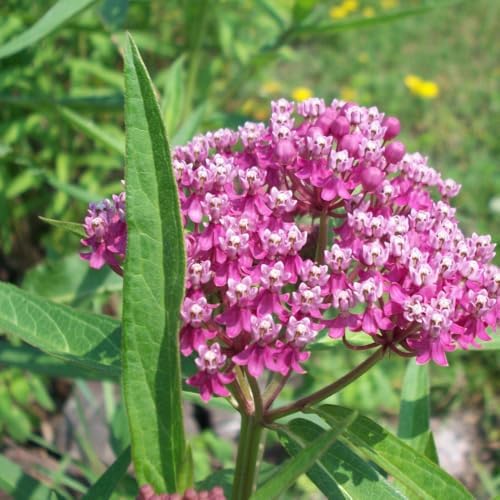 3 Pink Milkweed Live Plants, Flowering Plant,4-6Inc - Image 4