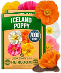 HOME GROWN Iceland Poppy Seeds, 7,000 Seeds, Papaver nudicaule by HOMEGROWN
