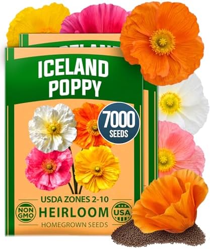 HOME GROWN Iceland Poppy Seeds, 7,000 Seeds, Papaver nudicaule by HOMEGROWN