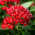 Pentas Lanceolata Ruby Glow Live Plants | Pack of 2 (Two) | 5-9" Tall | Egyptian Starcluster | Brilliant Red Flowers with White Eyes | Tall-Growing Outdoor Butterfly Magnet by Unknown