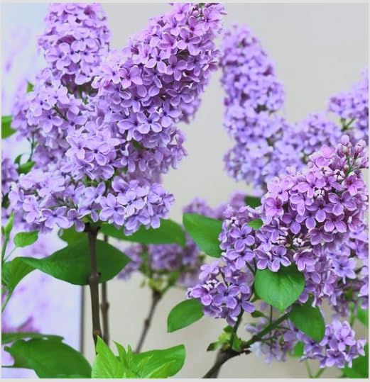 Old Fashioned Lilac Bushes Live Plants (2 Pack) – 14–24” Tall - Syringa vulgaris – Fragrant Lavender Purple Flowers – Hardy Flowering Shrubs by Japanese+Maples+and+Evergreens