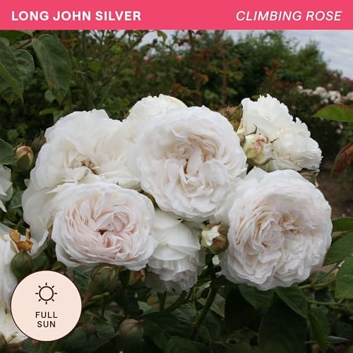 Heirloom Climbing Roses, Live Own Root Plant, Long John Silver - Image 4