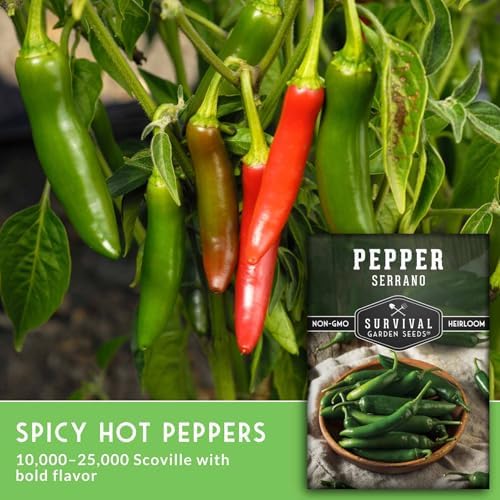 Mexican Serrano Pepper Seeds for Planting - 5 Packs - Image 3