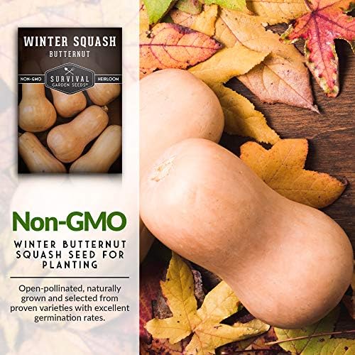 Butternut Squash Seeds for Planting - 5 Packs - Image 3