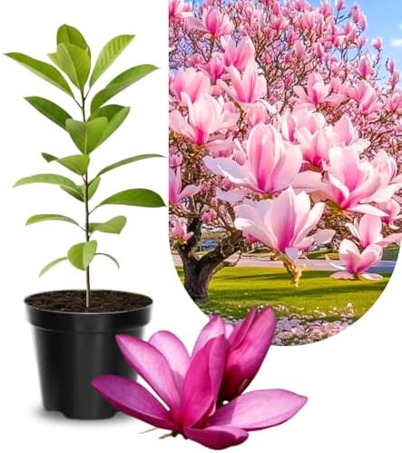 Jane Magnolia Tree Live Plant, Flower Tree, 6-12 Inch Tall, 2.5 Inch Pot by UIOTER