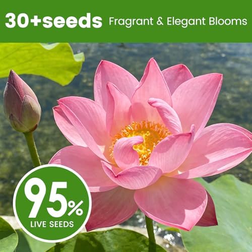 30 PCS Lotus Seeds for Planting in Water - Mixed Color Bowl Lotus Seeds, Live Pond Plant Water Lily Seeds for Indoor Bonsai, Koi Pond, Outdoor Ponds & Garden - Image 5