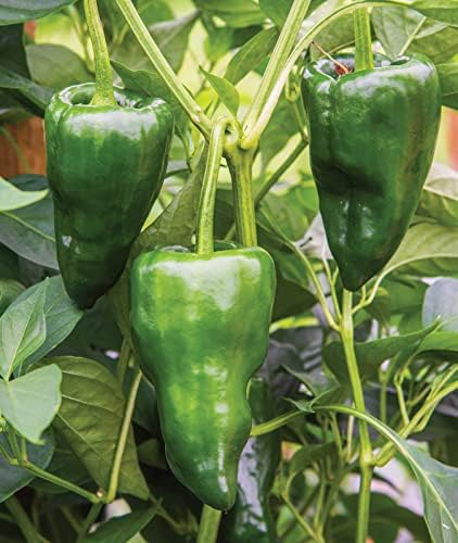 Burpee Poblano' (Ancho) 4" Heart-Shaped Dark Green to Red Peppers, 100 seeds - Image 5