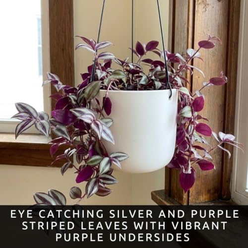 Tradescantia Live Plant Cuttings, Indoor Wandering Jew Cuttings, 5 Zebrina - Image 2