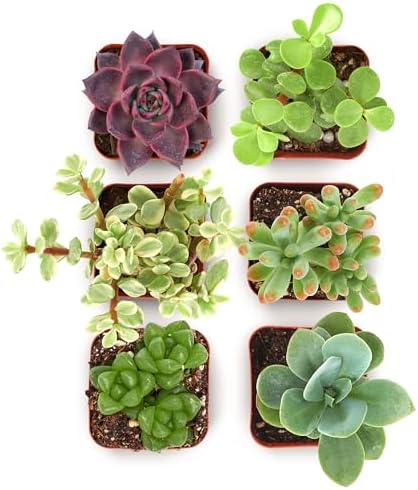 Shop Succulents Collectors Succulent Plant Pack Collection - Live Mini Succulent Plants, Low Maintenance, Colors & Textures - Wedding and Party Favors, Gift & Garden, Pack of 6 by ShopSucculents