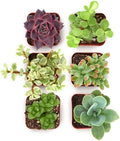 Shop Succulents Collectors Succulent Plant Pack Collection - Live Mini Succulent Plants, Low Maintenance, Colors & Textures - Wedding and Party Favors, Gift & Garden, Pack of 6 by ShopSucculents