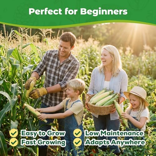 4 Corn Seeds Variety Pack - 200+ Heirloom Corn Seeds for Planting Outdoor, Includes Sweet Corn, Golden Bantam,Silver Queen & Glass Gem Corn, Perfect Home Garden Gift for Beginners, Mom, Her - Image 5