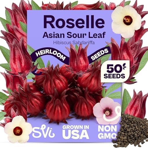 SVI 50 Asian Sour Leaf Roselle Seeds (Hibiscus sabdariffa) – Edible Roselle Hibiscus Flowers Seed Packets, Red Sorrel Garden Seed – Perennial Heirloom Vegetable Seeds Outdoor Garden, Containers by SVI