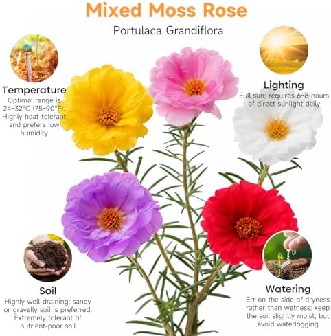 Groundio 23500+ Mixed Moss Rose Seeds, Ground Cover Flower Seeds, Heat & Drought Tolerant Heirloom Flower Seeds for Home Yard Container Gardening(Portulaca Grandiflora) - Image 3