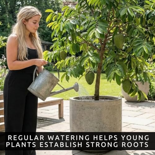 10 Soursop Seeds for Planting | Annona Muricata Tropical Fruit Tree Seeds - Image 3