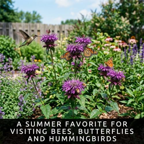 5 Lavender Bee Balm Live Plant Plugs – Purple Monarda Perennial Bee Plant - Image 4