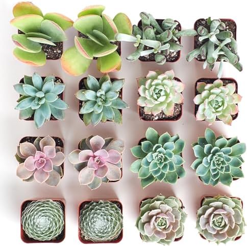 Shop Succulents Pastel Succulent Plant Pack Bulk Collection - Live Mini Succulent Plants, Low Maintenance, Bright & Serene Colors & Textures - Wedding and Party Favors, Gift & Garden, Pack of 16 - Image 3
