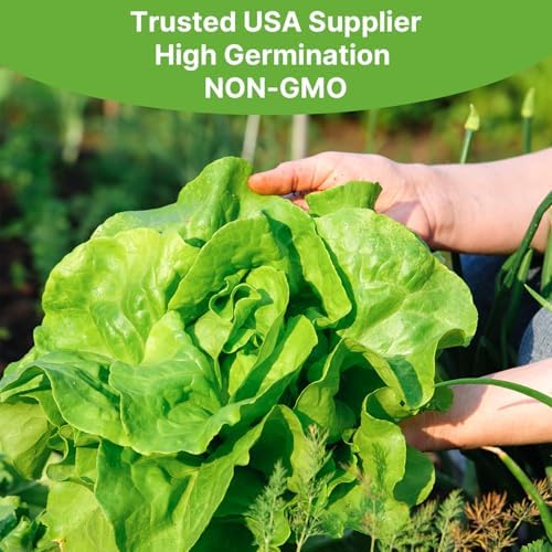 Groundio Buttercrunch Lettuce Seeds, Heirloom Non GMO Vegetable Seeds for Planting Outdoor, Indoor & Hydroponic, Garden Green Leaf Seeds for Salad - Image 2