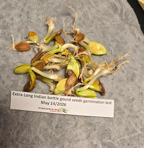 10 Seeds Indian Extra Long Bottle Gourd Hybrid F1 Lauki - Opo - Cucuzzi – Non‑GMO Asian Calabash Melon Squash for Home Garden for Planting Lagenaria siceraria 16"-18" - Image 3