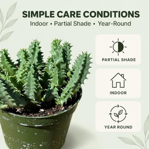 Rare Life Saver Cactus Live Plant - Huernia Zebrina Indoor Succulent Gift - Image 5