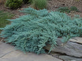 10 Blue Rug Juniper Wiltonii Live Plants | Juniperus Horizontalis | by Unknown
