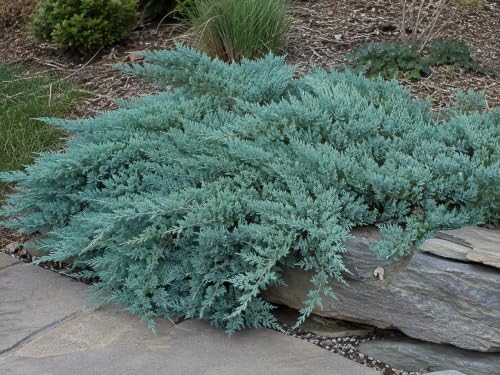 20 Blue Rug Juniper Wiltonii Live Plants | Juniperus Horizontalis | - Image 7